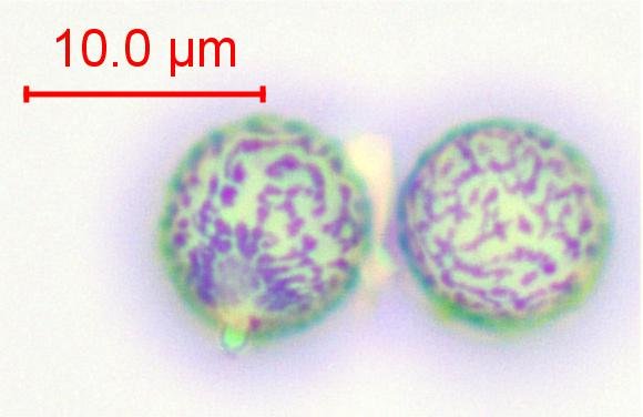 spores-007.jpg