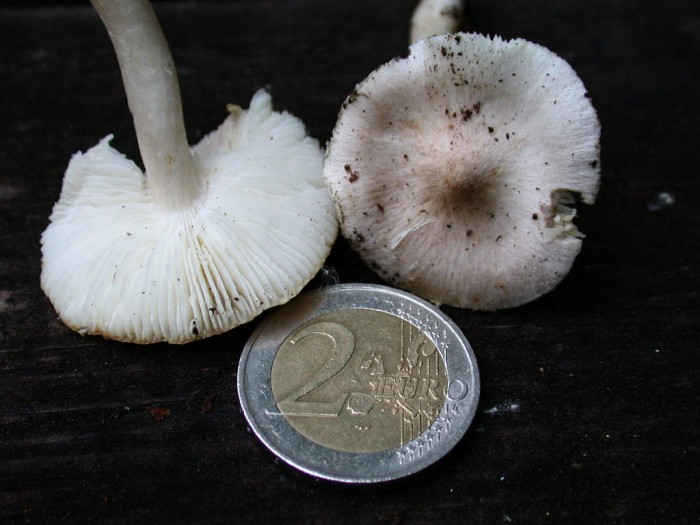Tricholoma  inocybeoides  SOLEILMONT 9Mai2009 023.jpg