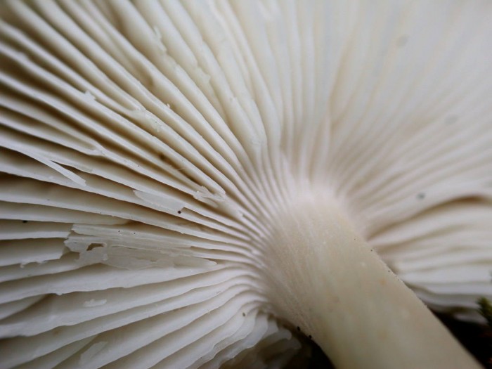 Tricholoma  inocybeoides  SOLEILMONT 9Mai2009 017.jpg