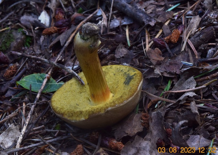 DSC_3554 1.JPG