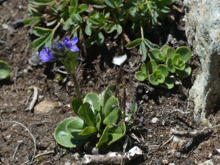 Plantaginaceae_Veronica-bellidioides_Meribel-VallonFruit_2022-07-02_004.JPG