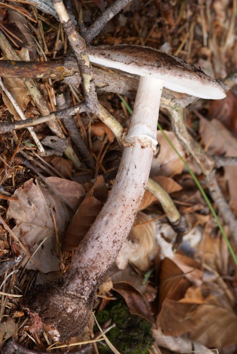 DSC04866.jpg