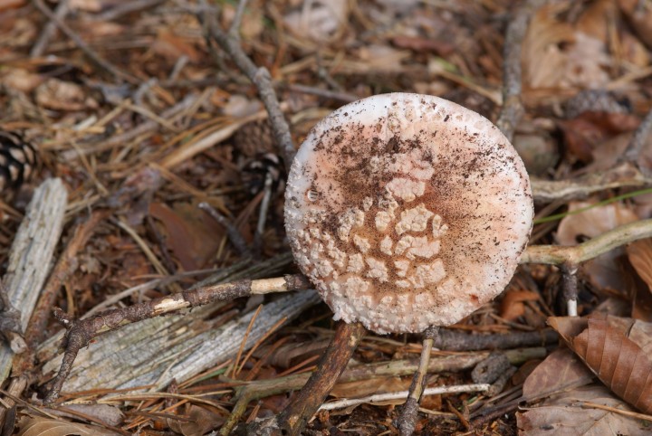 DSC04867.jpg