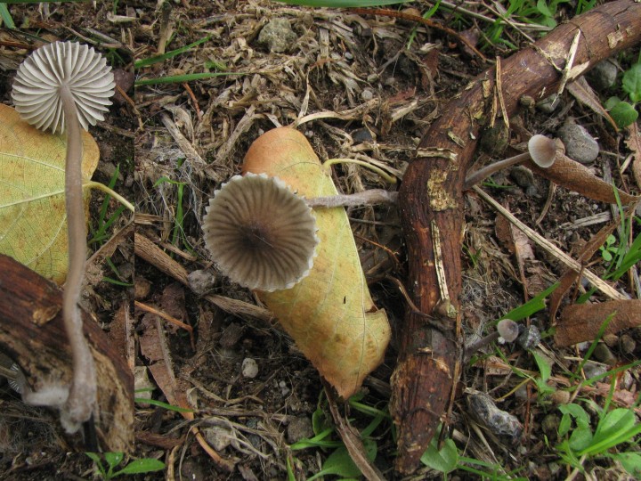 Mycena Eckbo 15-08-23.jpg