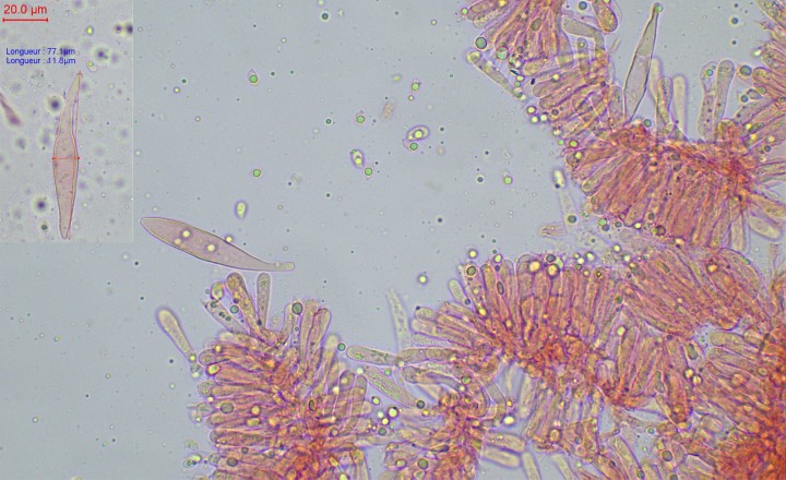 cystides hyméniales fusiformes, rarement avec embranchement