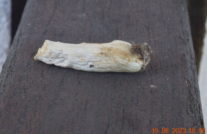 DSC_3617.JPG