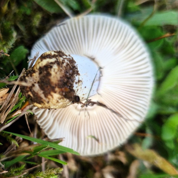 La photo des lames est floue, la seule chose qu'elle montre est l'absence de lamellules