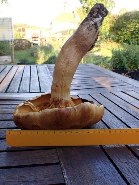 Géant 01.JPG