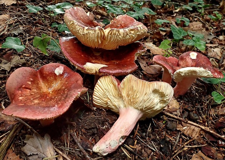 russula olivacea var pavonina -1.JPG