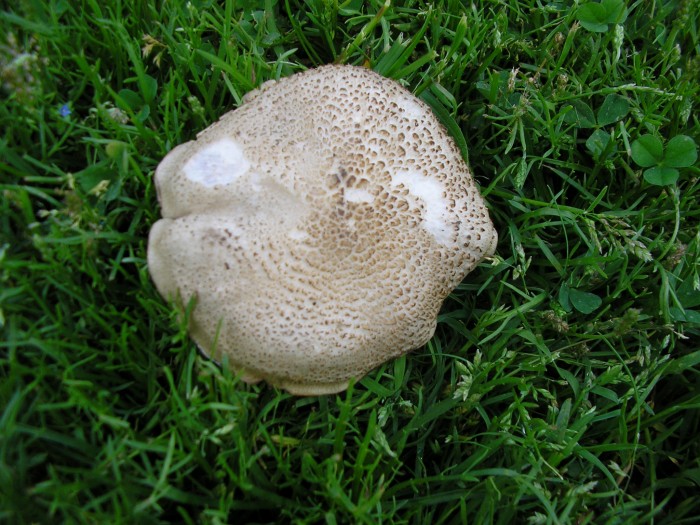 P5120002.JPG