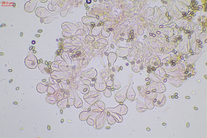 Nombreuses paracystides sur l'arête des lames largement clavées à clavées : 40-55 x 15-30 µ. Plus rares à l'apex du stipe.