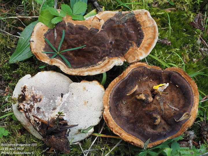 photo de Jacques Guinberteau , forêt de Boscodon