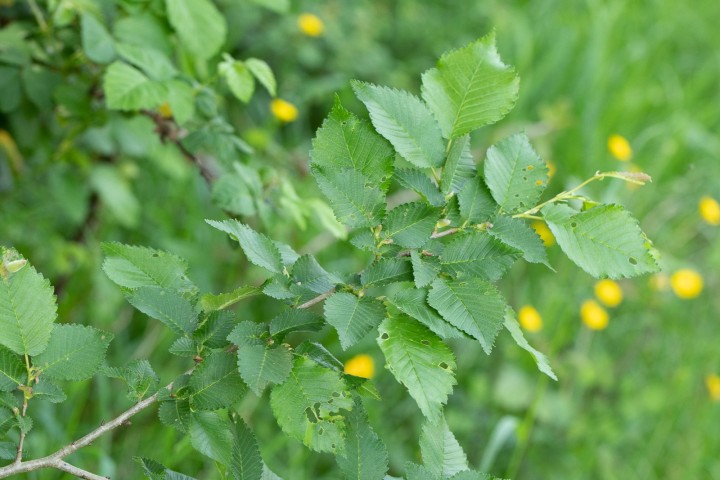 orme-3.jpg