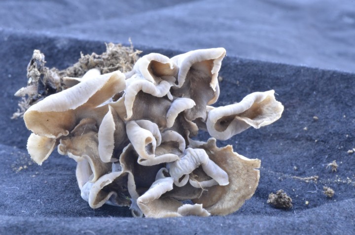 Ind 2023-09-05 Craterellus 5.JPG