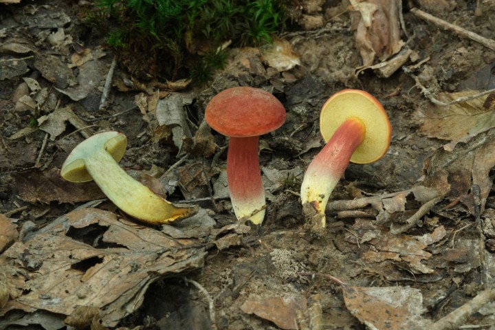DSCF7582 (fusionné).jpg