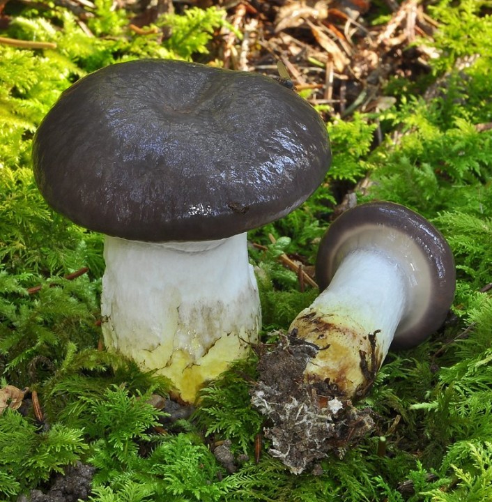 Gomphidius_glutinosus_Chancy_25_octobre_2021.jpg