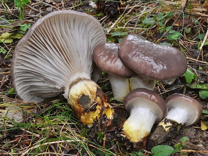 Gomphidius_glutinosus_Dronieres_2019.jpg