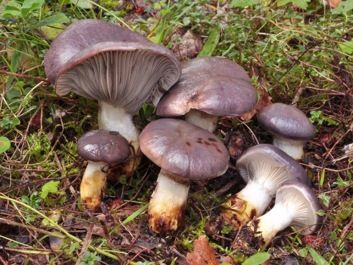 Gomphidius_glutinosus_Dronieres_2020.jpg