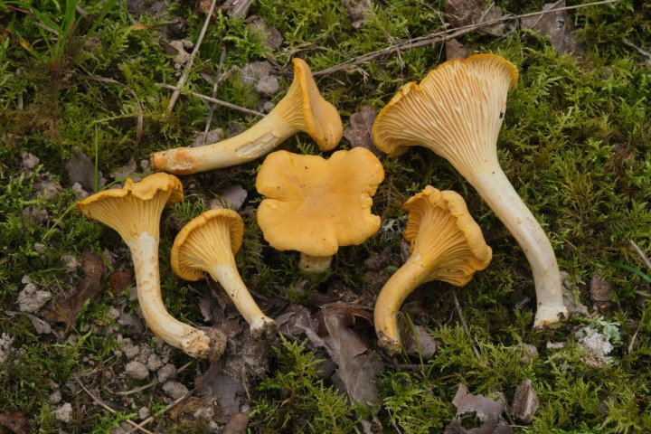 DSCF8040.jpg
