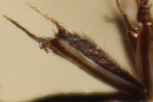 Bidens frondosa var frondosa 1.jpg