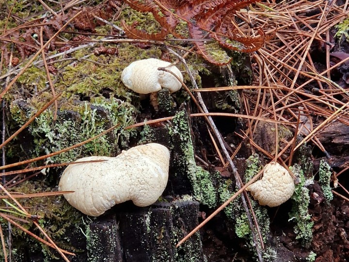 Cliquer sur l’image pour agrandir