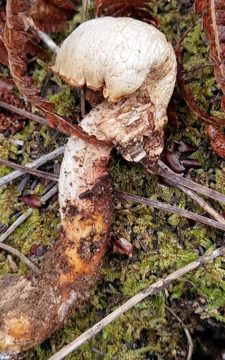 Cliquer sur l'image pour agrandir