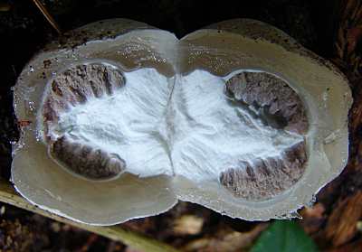 phallus_impudicus.jpg