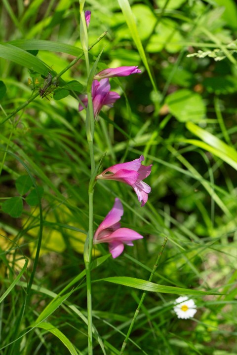 Glaïeul-3.jpg