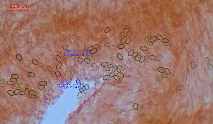 spores-005.jpg