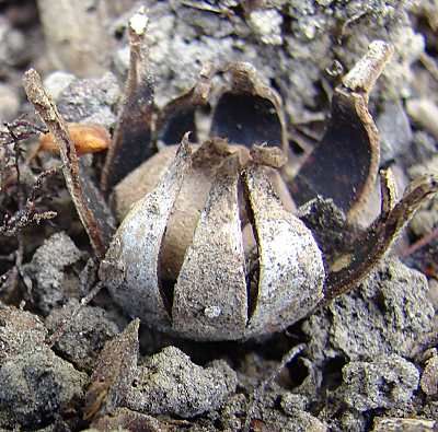 geastrum_floriforme.jpg