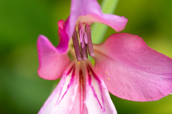 Gladiolus.jpg
