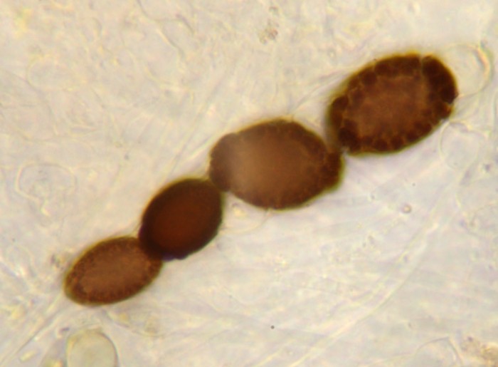spores01.jpg