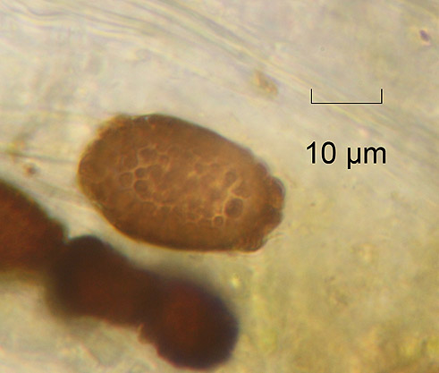 spores02.jpg