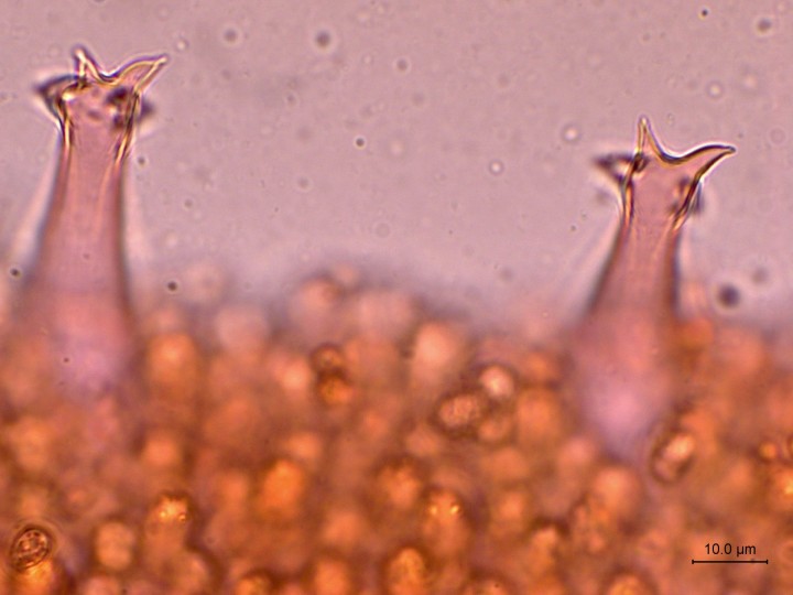 Lamprocystides