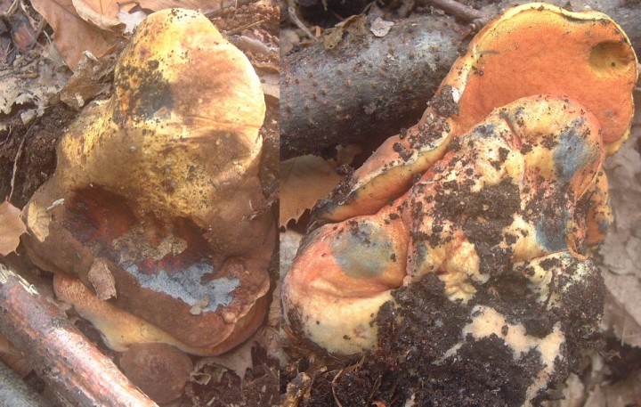 Bolet à pied rouge.jpg