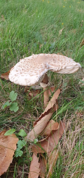 20231012_182546.jpg