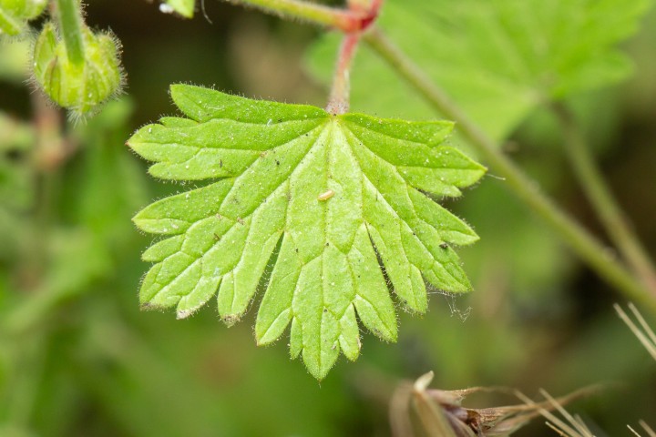 Geranium.jpg
