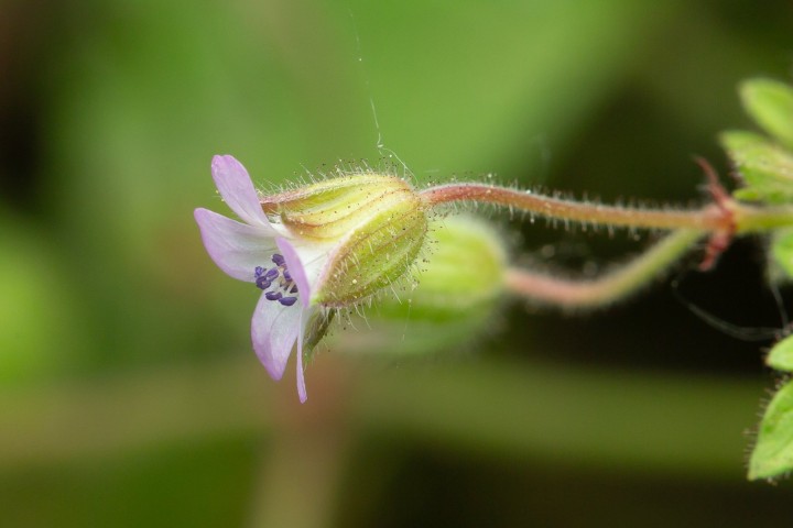 Geranium-2.jpg