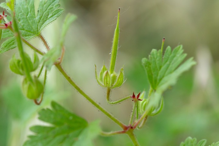Geranium-3.jpg