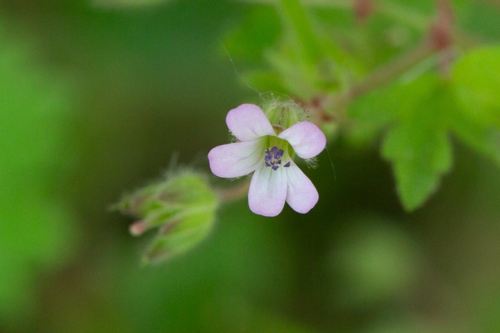 Geranium-4.jpg