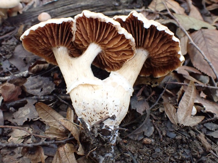 PA130039.JPG