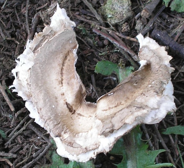P5210010.JPG
