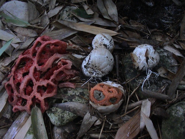 clathrus ruber 200806 7.jpg