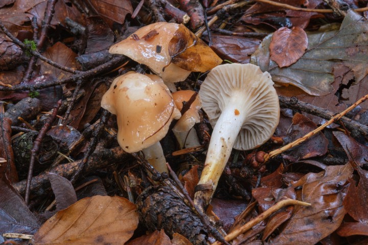 DSCF8825.jpg