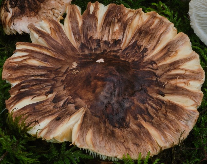 DSCF8838.jpg