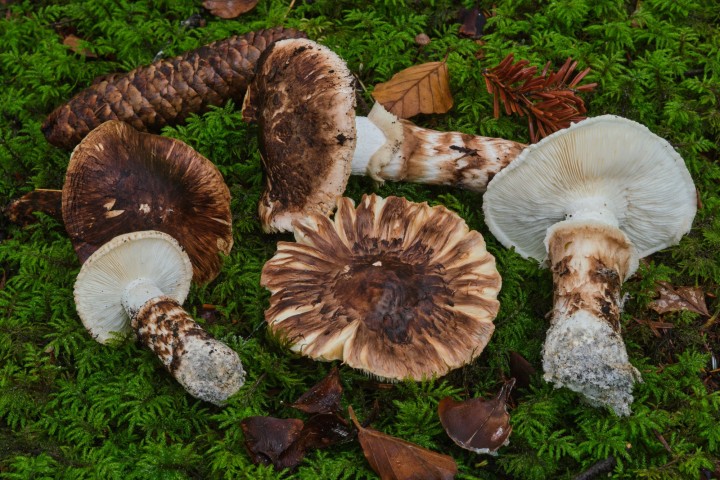 DSCF8839.jpg