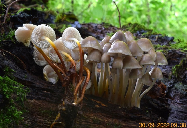 DSC_2854.JPG