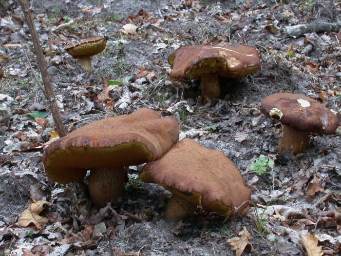 boletus fragans 060908 1700.JPG