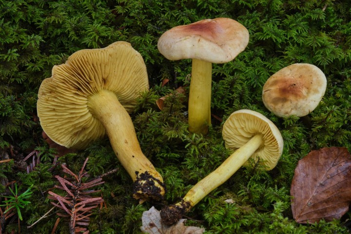 DSCF8869.jpg