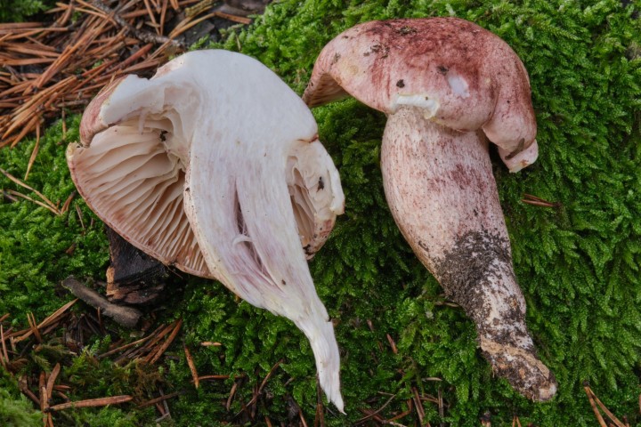 DSCF8875.jpg